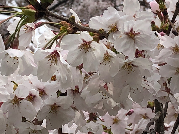 調布飛行場の桜